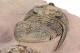 Spiny Zlichovaspis Trilobite - Lghaft, Morocco #383225-3
